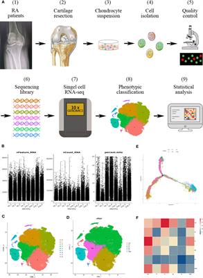 Single-cell RNA sequencing reveals distinct chondrocyte states in femoral cartilage under weight-bearing load in Rheumatoid arthritis